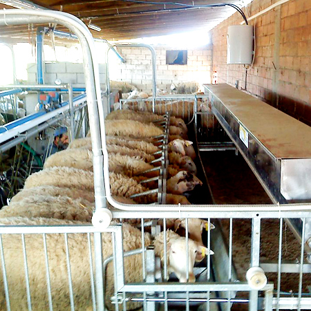 доильный зал для овец